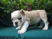 Three Cute and adorable English Bull Dog puppies for Free Adoption
